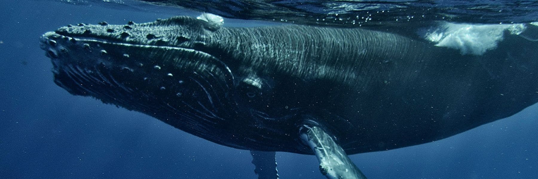 Banner de la sección Sobre el FICLosCabos