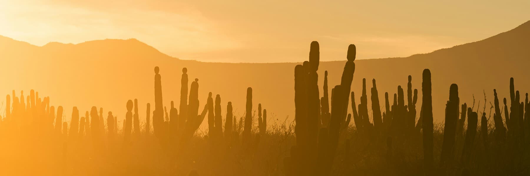 Banner de la sección de animación